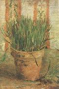 Vincent Van Gogh Flowerpot with Chives (nn04) Norge oil painting reproduction